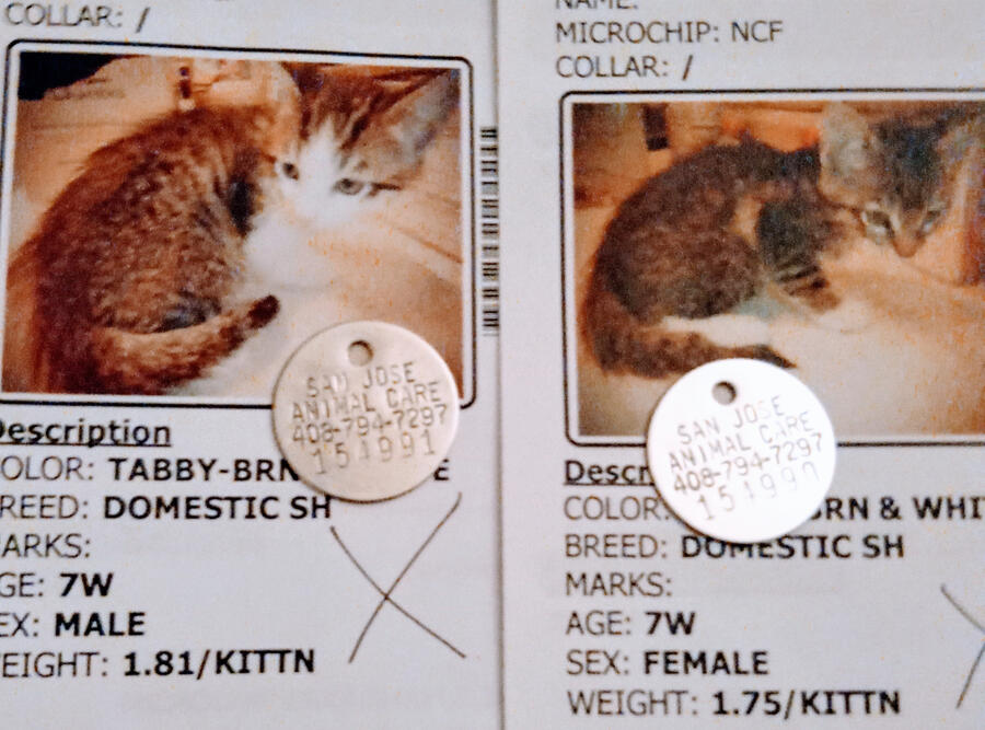 My precious cats 🐱Leonarda and 🐱Leonardo as kittens in 2023