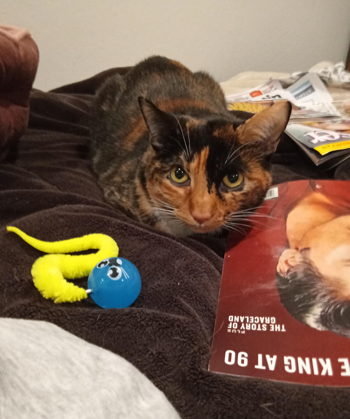 My precious 😇Mom and 😇Dad's cat🐱 Sweetie