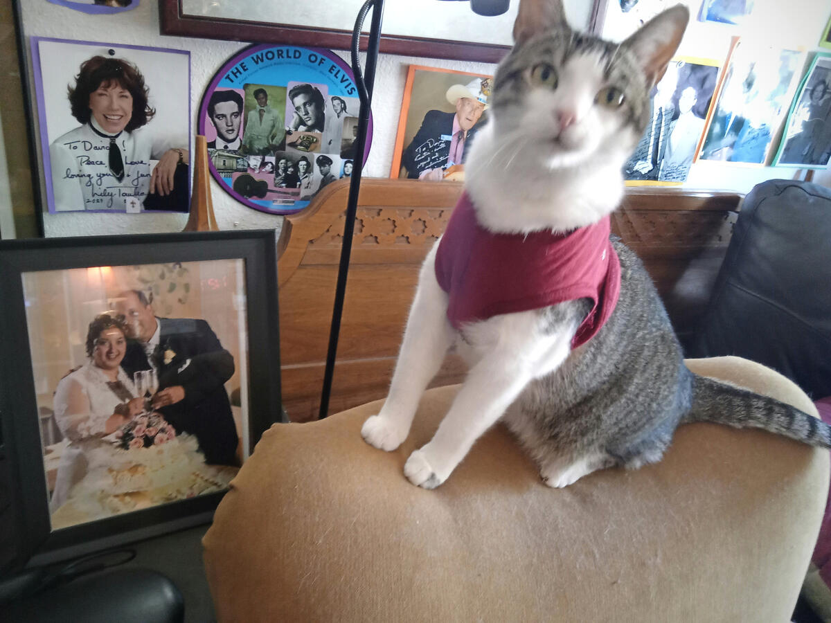 My cat 🐱Leonardo loves his ✝️Santa Clara University sweatshirt.
